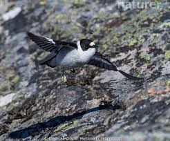 Image result for Ficedula albicollis