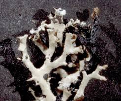 Attēlu rezultāti vaicājumam “Hypogymnia vittata”