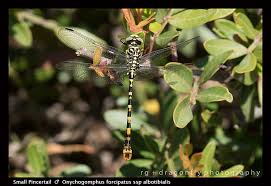 Attēlu rezultāti vaicājumam “Onychogomphus forcipatus”