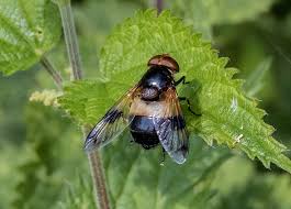 Attēlu rezultāti vaicājumam “Volucella pellucens”