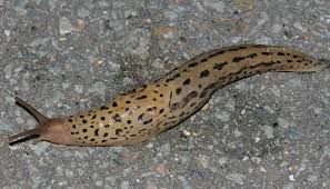 Attēlu rezultāti vaicājumam “Limax maximus”