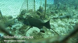 Image result for Mycteroperca venenosa