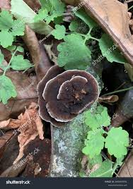 Attēlu rezultāti vaicājumam “Daedaleopsis confragosa”