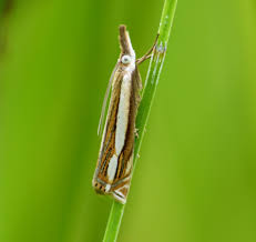 Attēlu rezultāti vaicājumam “Crambus silvella”