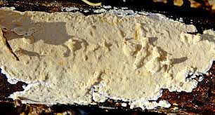 Attēlu rezultāti vaicājumam “Junghuhnia nitida”