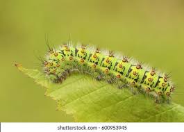 Attēlu rezultāti vaicājumam “Saturnia pavonia larva”