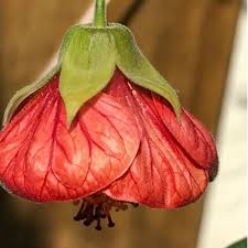 Attēlu rezultāti vaicājumam “Pinus pumila male flower”