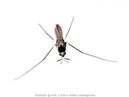 Attēlu rezultāti vaicājumam “Gerridae”