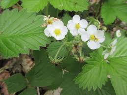 Attēlu rezultāti vaicājumam “Fragaria moschata”
