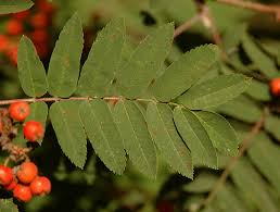 Attēlu rezultāti vaicājumam “Sorbus aucuparia fruit”