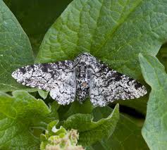 Attēlu rezultāti vaicājumam “Biston betularia”