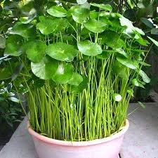 「銅錢草」的圖片搜尋結果