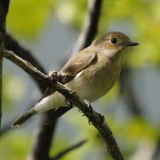 Attēlu rezultāti vaicājumam “Ficedula hypoleuca juvenile”
