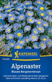 Image result for Aster alpinus