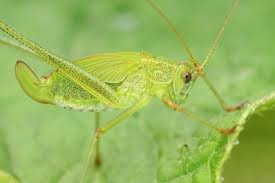 Attēlu rezultāti vaicājumam “Phaneroptera falcata”