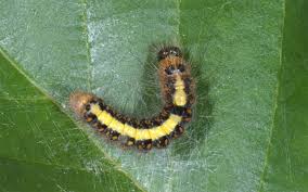 Attēlu rezultāti vaicājumam “Acronicta cuspis”