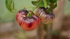 Afbeeldingsresultaat voor dark purple beefsteak tomato