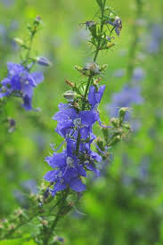 Image result for Campanula americana