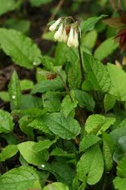 Attēlu rezultāti vaicājumam “Symphytum grandiflorum”