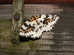 Attēlu rezultāti vaicājumam “Abraxas grossulariata larva”