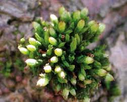 Attēlu rezultāti vaicājumam “Orthotrichum pumilum sporophyte”