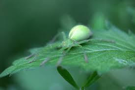 Attēlu rezultāti vaicājumam “Micrommata virescens”