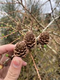 Attēlu rezultāti vaicājumam “Larix kaempferi leaf”