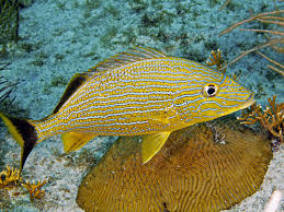 Image result for Haemulon sciurus