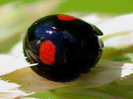 Attēlu rezultāti vaicājumam “Chilocorus renipustulatus”