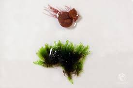 Attēlu rezultāti vaicājumam “Fissidens arnoldii macro”