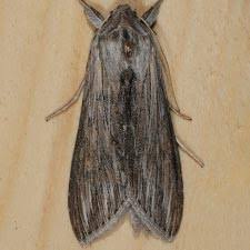 Attēlu rezultāti vaicājumam “Cucullia umbratica”