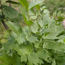 Attēlu rezultāti vaicājumam “Levisticum officinale”