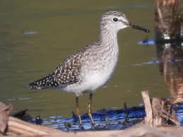 Attēlu rezultāti vaicājumam “Tringa glareola adult”