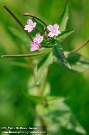 Attēlu rezultāti vaicājumam “Epilobium parviflorum”
