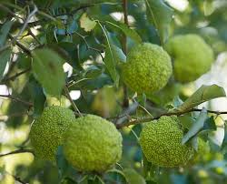 Attēlu rezultāti vaicājumam “Nothorhina punctata”