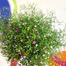 Attēlu rezultāti vaicājumam “Gypsophila muralis fruit”