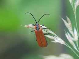 Attēlu rezultāti vaicājumam “Lygistopterus sanguineus larva”