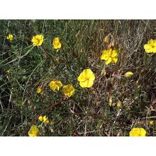 Attēlu rezultāti vaicājumam “Helianthemum nummularium fruit”