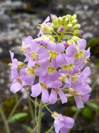Attēlu rezultāti vaicājumam “Cardaminopsis arenosa leaf”
