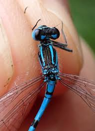 Attēlu rezultāti vaicājumam “Coenagrion puella male”