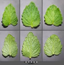 Attēlu rezultāti vaicājumam “Veronica chamaedrys leaf”