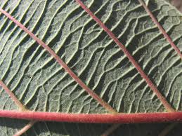 Attēlu rezultāti vaicājumam “Alnus incana leaf”
