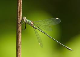 Attēlu rezultāti vaicājumam “Chalcolestes viridis”