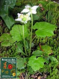 Attēlu rezultāti vaicājumam “Pyrolaceae”