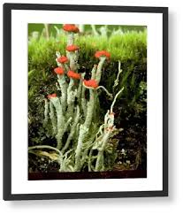 Attēlu rezultāti vaicājumam “Cladonia floerkeana”