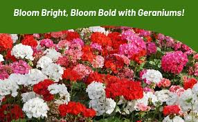 Attēlu rezultāti vaicājumam “Geranium bohemicum”