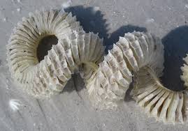 Image result for Sinistrofulgur perversum