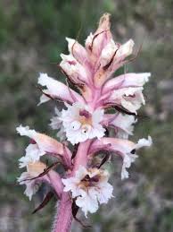 Attēlu rezultāti vaicājumam “Orobanche reticulata flower”
