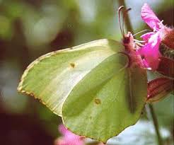Attēlu rezultāti vaicājumam “Gonepteryx rhamni upperside”
