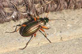 Attēlu rezultāti vaicājumam “Panagaeus cruxmajor”